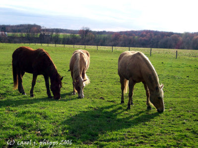 West Virginia Horse Farm.