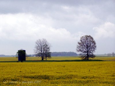 Indiana Mustard Fields.
