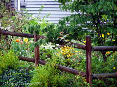 Neighborhood garden \ West Virginia