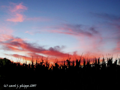End of Corn for another Season.