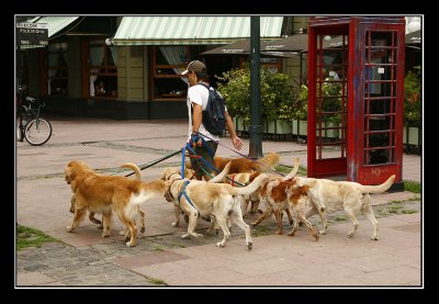 Paseando perros