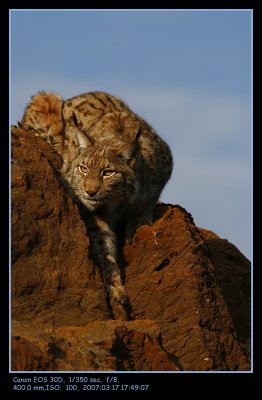 lince