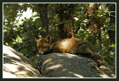 La siesta