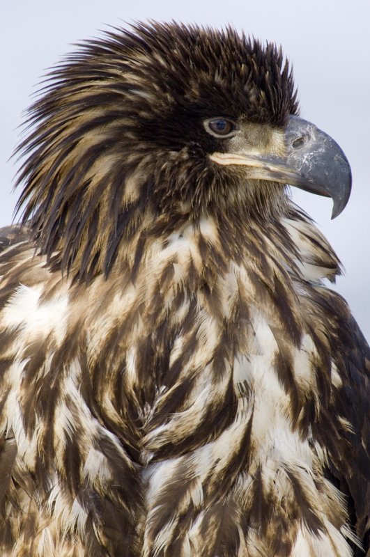 Bald Eagle Juv. 5537