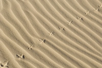 Sand Tracks  8442