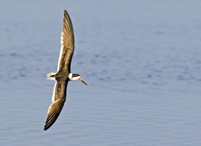 Black Skimmer  6017