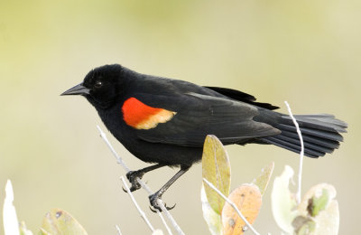 Red-winged Blackbird 8494