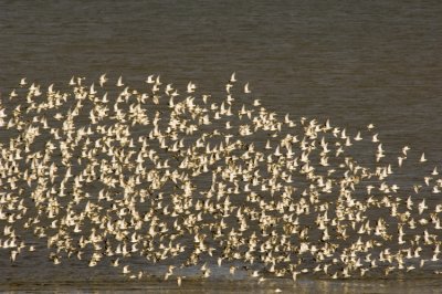 Rock Sandpipers  5608