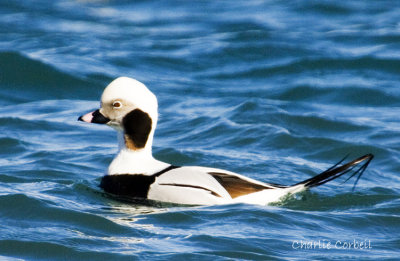 Long-tailed Duck 5251