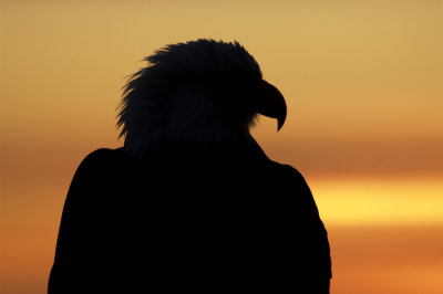 Bald Eagle 4735