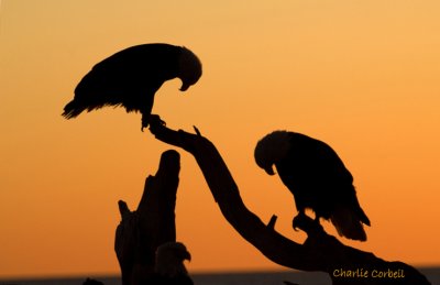 Praying Eagles  6412