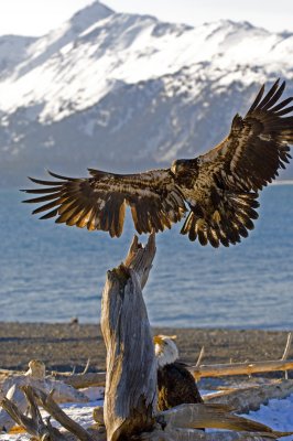 Homer Alaska Eagles