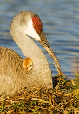 Sandhill Chick and Mother  7621