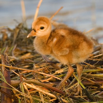 Sandhill Chick at 3 Days   7777