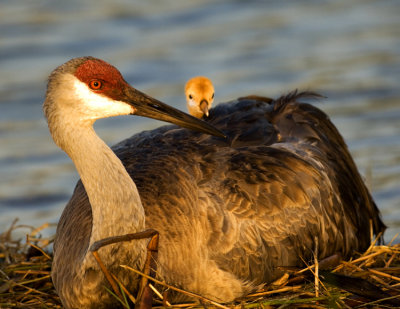 Sandhill Chick with Mother  7784