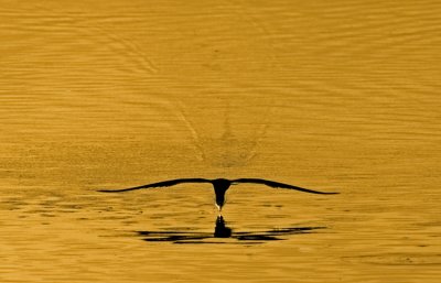 Black Skimmer  8727