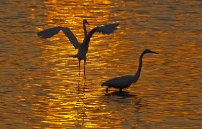 Great Egret Pair  8973