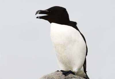 Razorbill   9708