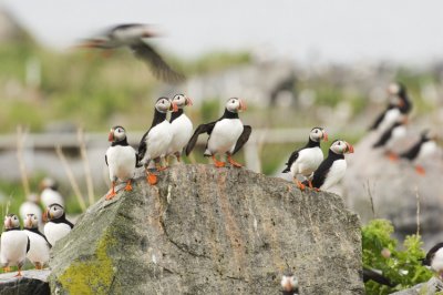 Atlantic Puffins  9784