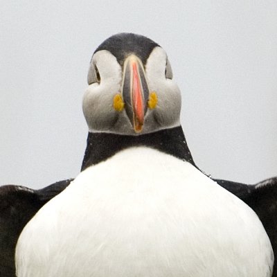 Atlantic Puffin 9854