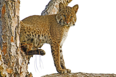 Bobcat