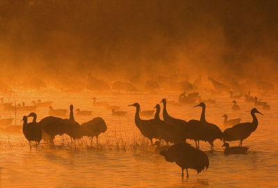 Bosque Fire.jpg