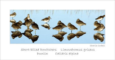 Shorebirds