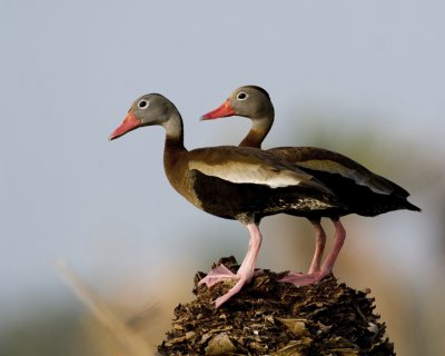 Black-bellied Whistling Tree Ducks