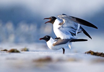 Laughing Gulls