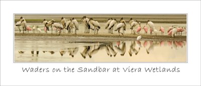 Waders on the Sandbar