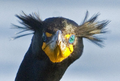 Cormorant