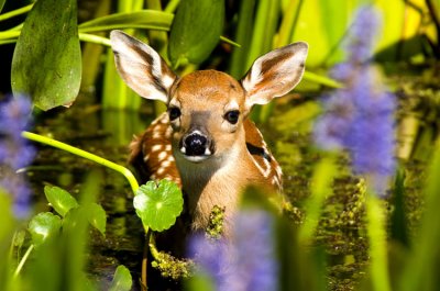Deer