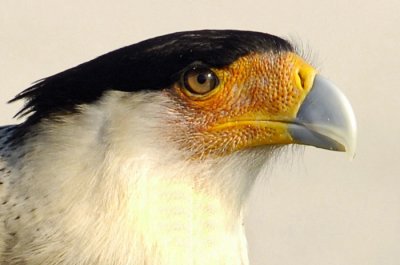Caracara