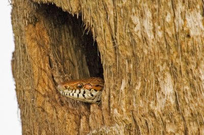  Red Rat Snake
