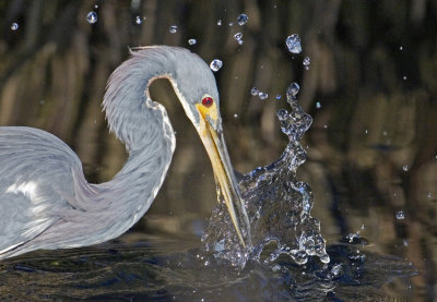 Tricolored Heron