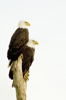 Eagle Pair