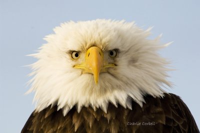 Eagle Homer AK