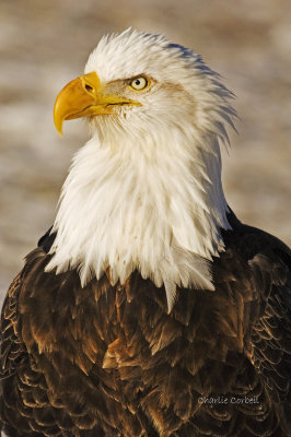 Eagle Homer AK