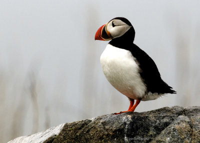 Atlantic Puffin