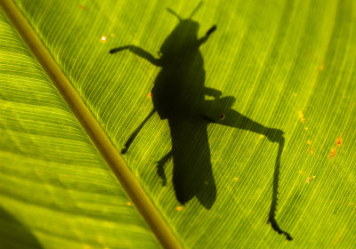 Grasshopper  5939