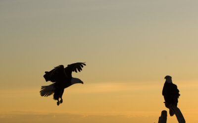 Eagle sunset landing 4655