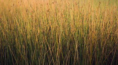 marsh grass pb 1795.jpg