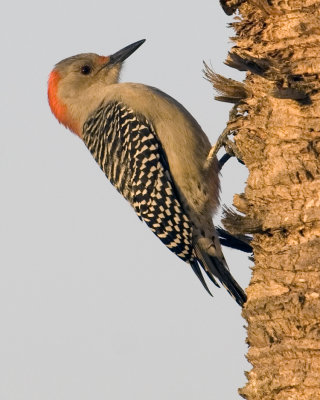 Red-bellied Woodpecker  6554