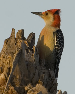 Red-bellied Woodpecker   6571