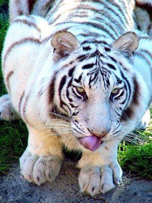 White tiger tongue 
