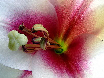 Closeup of a Lily
