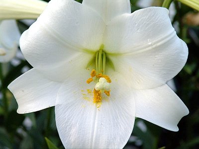 White Trumpet Lily DSC02392 828.jpg