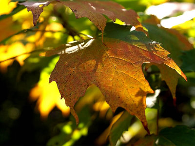 Fall Leaf 2007