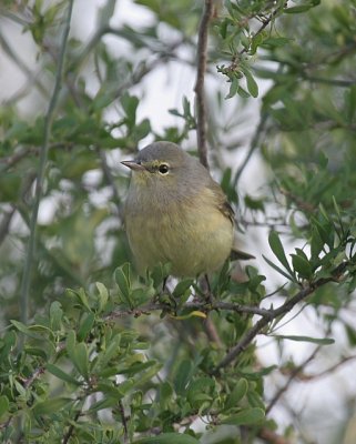 Orange-crowned Warbler