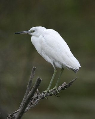 Little Blue Heron